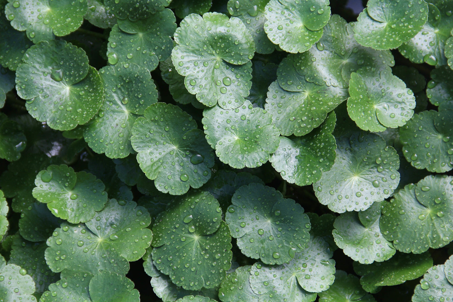 Gotu Kola In Makeup: Benefits, Uses, And What To Look For? - House Of Makeup